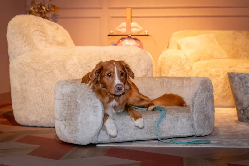 Hundebett Bingo, Clay Chenille von Richmond Interiors, Wohnbeispiel 8, im Wohnraum