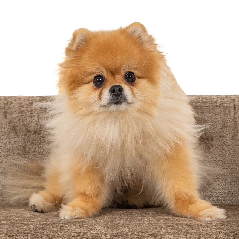 Hundebett Bingo, Taupe Chenille von Richmond Interiors, Produktansicht 13