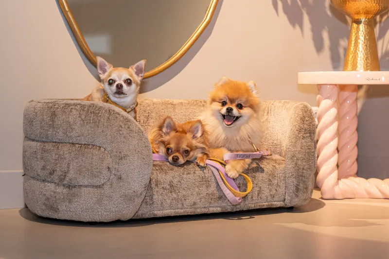 Hundebett Bingo, Taupe Chenille von Richmond Interiors, Wohnbeispiel 14, im Wohnraum