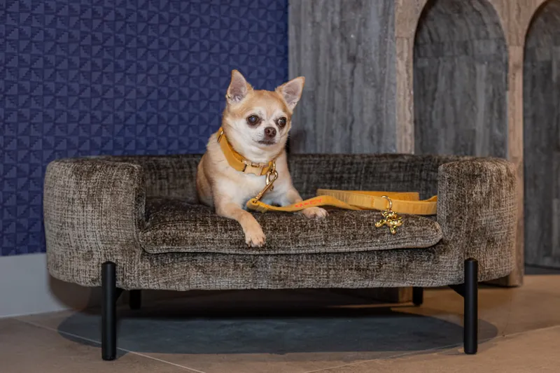 Hundebett Dolly, Niagara stone von Richmond Interiors, Wohnbeispiel 5, im Wohnraum