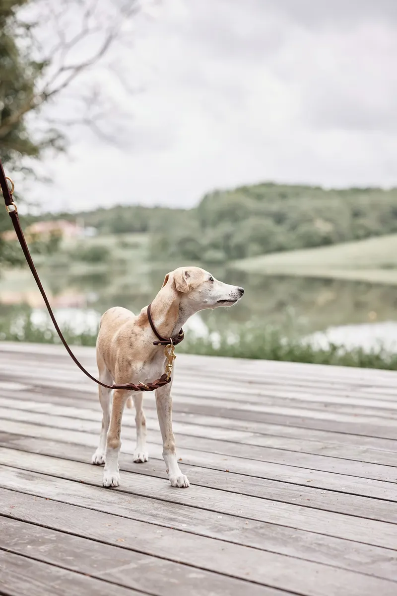 Hundehalsband Robin aus Leder mit Messingdetails, OYOY Zoo, Schokoladenbraun, Small, Ansicht 4