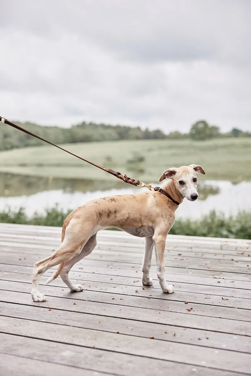 Hundehalsband Robin aus Leder mit Messingdetails, OYOY Zoo, Schokoladenbraun, Medium, Ansicht 2