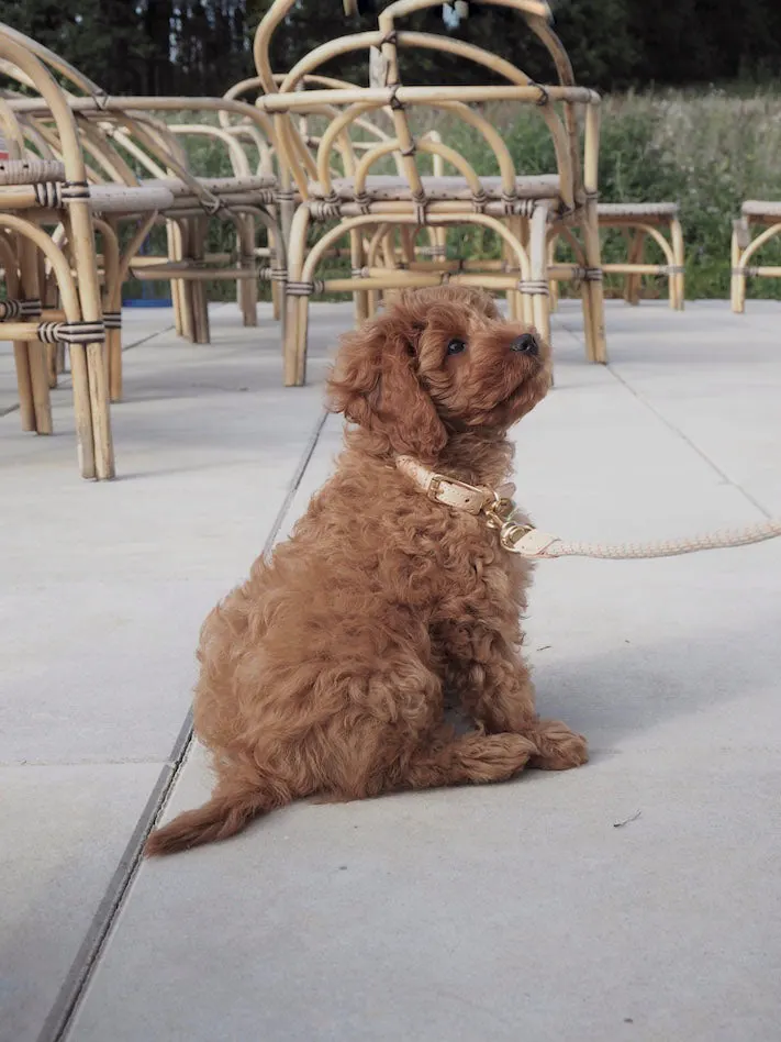 Perry Hundehalsband aus Nylon mit Leder- und Messingdetails, OYOY Zoo, Mellow, Medium, Ansicht 2