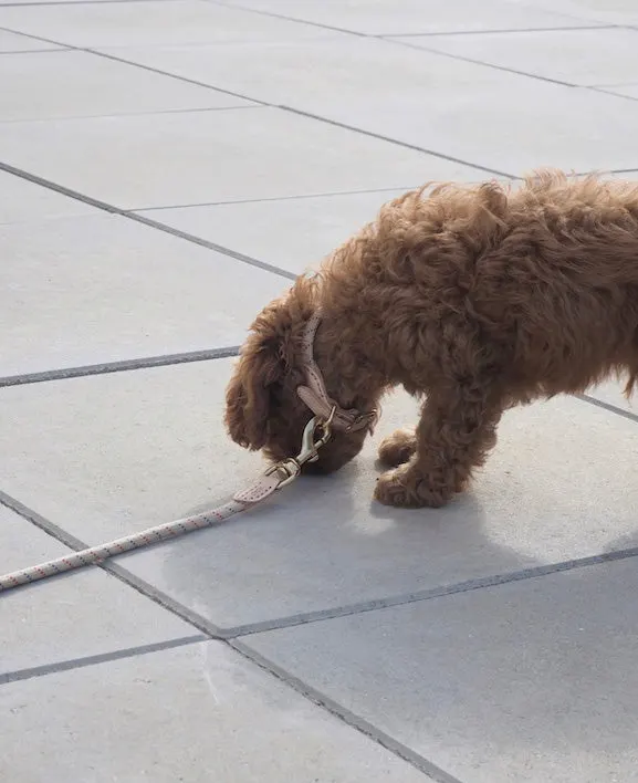 Perry Hundehalsband aus Nylon mit Leder- und Messingdetails, OYOY Zoo, Mellow, Medium, Ansicht 3