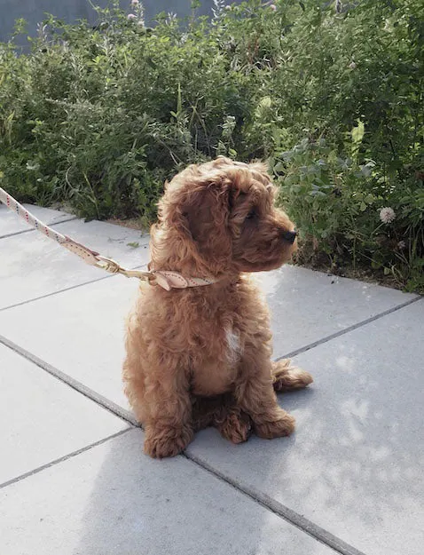 Perry Hundehalsband aus Nylon mit Leder- und Messingdetails, OYOY Zoo, Mellow, Medium, Ansicht 4