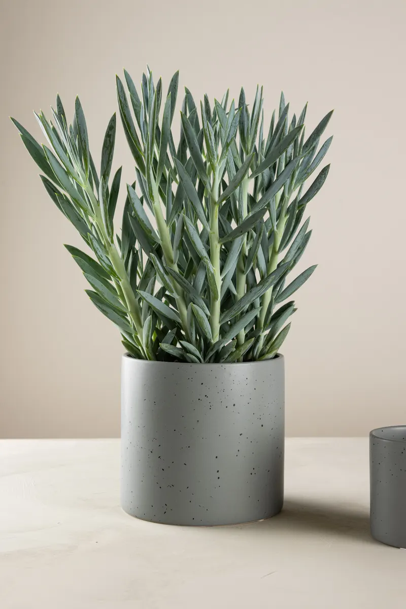 Sane zylindrischer Blumentopf aus Steinzeug in Ø 18 cm, Dunkelgrau, im Wohnraum, Ansicht 1